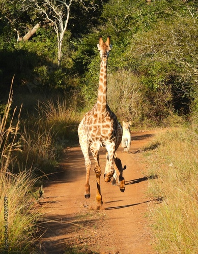 Photography Lion chase - Giraffe running