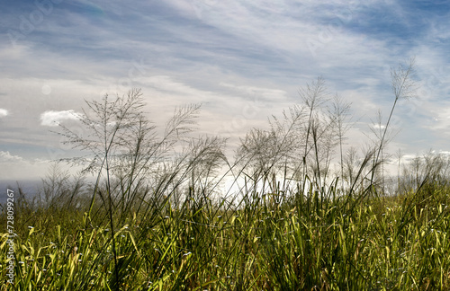 Grass against the Sea Scene Hawaii