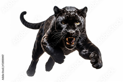 Black Jaguar leaping toward the camera on a white background, feline front portrait	