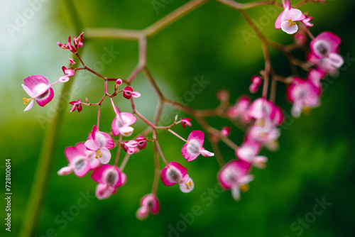 Wallpaper Mural Close up of orchid at a botanical garden in Seattle, Washington Torontodigital.ca