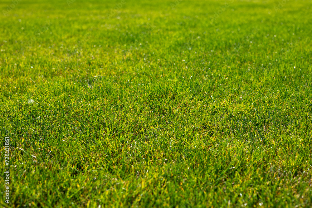 Green sheared groomed lawn, texture of a green grass. Abstract natural background with selective focus. Green grass lawn in the garden Green sheared groomed lawn, texture of a green grass. Abstract natural background with selective focus. Green grass lawn in the garden