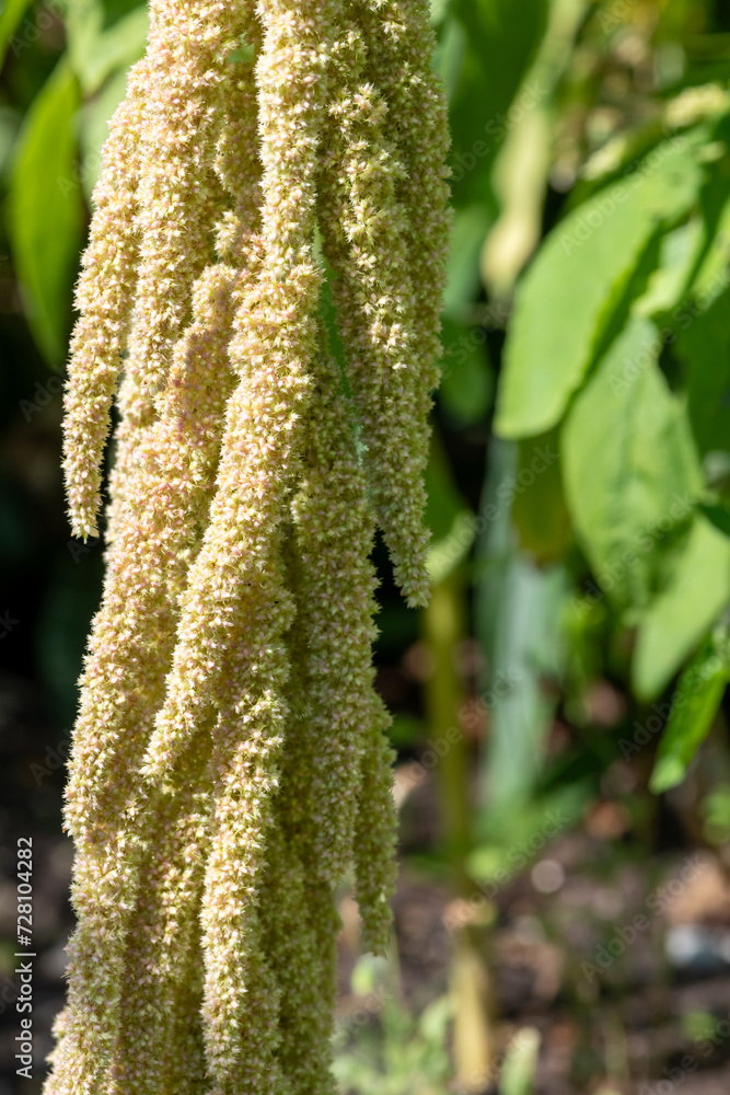 Love lies bleeding (amaranthus caudatus) flowers in bloom Love lies bleeding (amaranthus caudatus) flowers in bloom