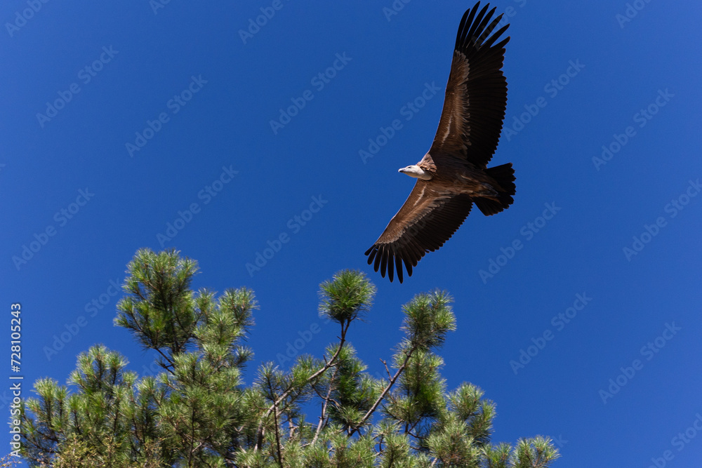 Obraz premium griffon vulture flying over the trees