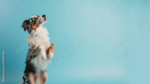 Advertising portrait, banner, smart colored australian shepherd stands on its hind legs, isolated on blue background