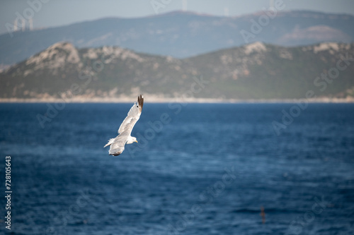 seagull in flight over the sea