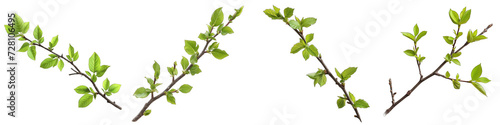 A twig with young green spring leaves Hyperrealistic Highly Detailed Isolated On Transparent Background Png File