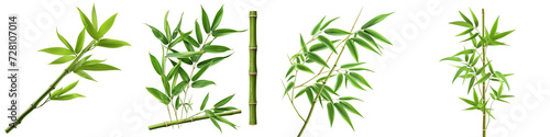 Bamboo tree leaf plant stem and stick Hyperrealistic Highly Detailed Isolated On Transparent Background Png File photo