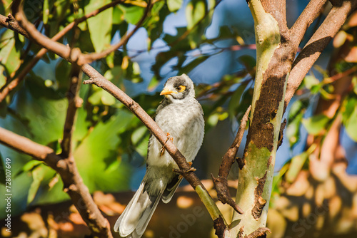 Noisy miner (Manorina melanocephala) small bird, animal sits on a tree branch in a city park. photo