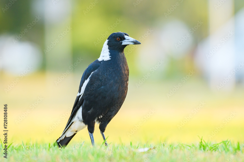 Australian magpie (Gymnorhina tibicen) a medium-sized bird with dark plumage, the animal stands on the grass in the park.