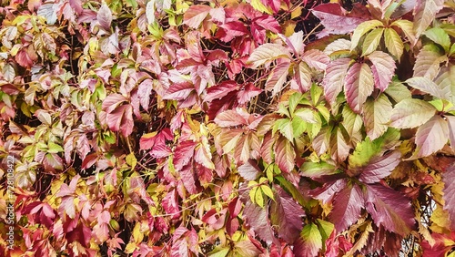 Menthon Saint Bernard, France - October 19, 2017: In fall the ivy colors in many shades