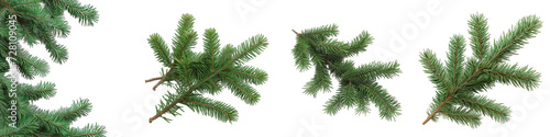 Fir branches Hyperrealistic Highly Detailed Isolated On Transparent Background Png File