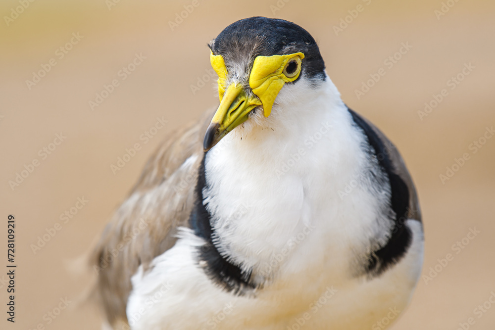 Fototapeta premium Masked lapwing (Vanellus miles) medium size bird, animal portrait on a summer sunny day on the river bank.