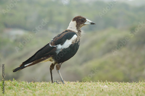 Australian magpie  Gymnorhina tibicen  a medium-sized bird with dark plumage  the animal stands on the grass in the park.