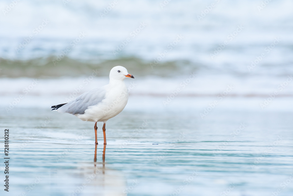 Silver gull (Chroicocephalus novaehollandiae), a medium-sized bird with white and gray plumage, the animal stands on a sandy beach by the sea. Silver gull (Chroicocephalus novaehollandiae), a medium-sized bird with white and gray plumage, the animal stands on a sandy beach by the sea.