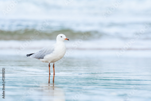 Silver gull  Chroicocephalus novaehollandiae   a medium-sized bird with white and gray plumage  the animal stands on a sandy beach by the sea.