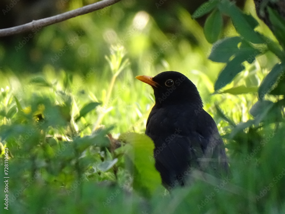 blackbird on the grass