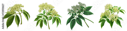 Green Elderberry Nature forest gardening Hyperrealistic Highly Detailed Isolated On Transparent Background Png File