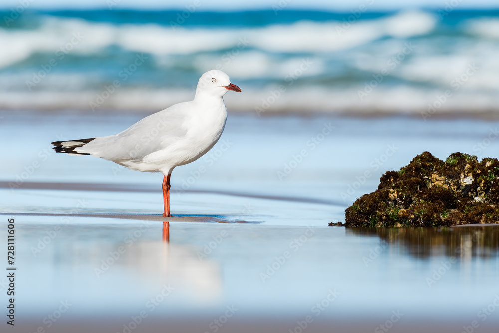 Silver gull (Chroicocephalus novaehollandiae), a medium-sized bird with white and gray plumage, the animal stands on a sandy beach by the sea. Silver gull (Chroicocephalus novaehollandiae), a medium-sized bird with white and gray plumage, the animal stands on a sandy beach by the sea.