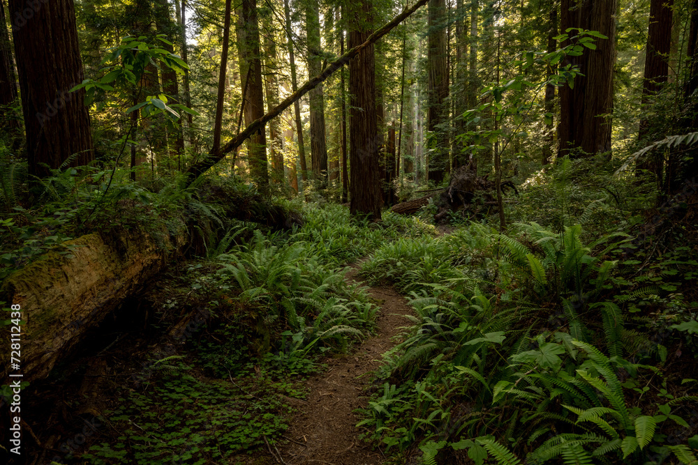 Obraz premium Narrow Trail Snakes Through The Dark Forest Of Redwood