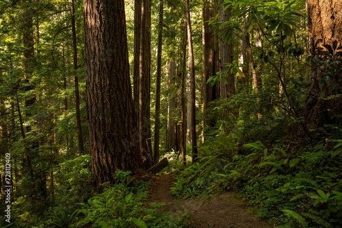 Fototapeta Naklejka Na Ścianę i Meble -  Narrow Trail Passes The Large Trees and Ferns Of Redwood