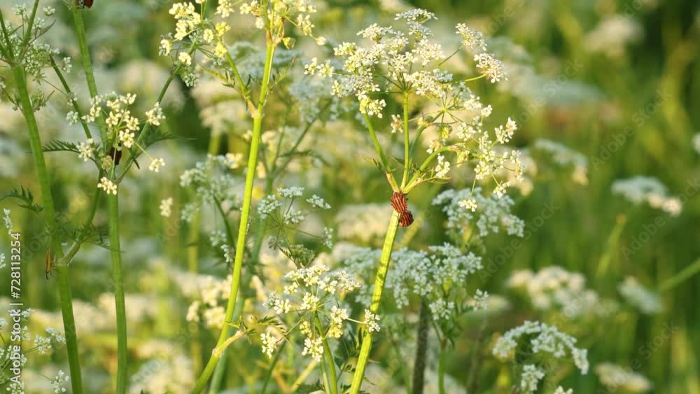 Two Striped bugs mating on Cow parsley on a summery meadow in Estonia, Northern Europe Two Striped bugs mating on Cow parsley on a summery meadow in Estonia, Northern Europe