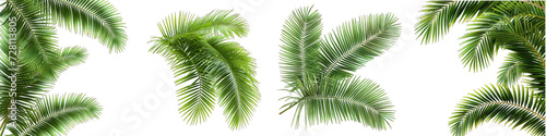 palm leaves Hyperrealistic Highly Detailed Isolated On Transparent Background Png File