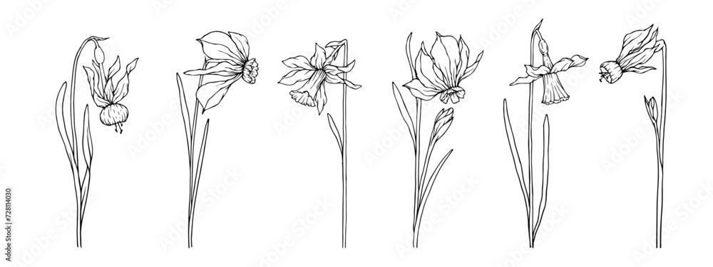 Set of linear sketches of spring daffodil flowers. Vector graphics.