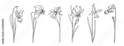 Set of linear sketches of spring daffodil flowers. Vector graphics.