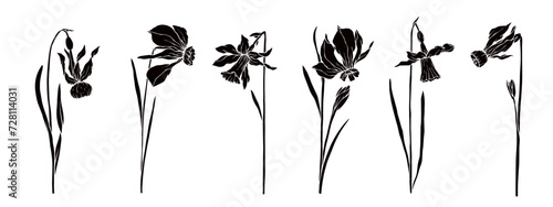 A set of silhouettes and stencils of spring daffodil flowers. Vector graphics.