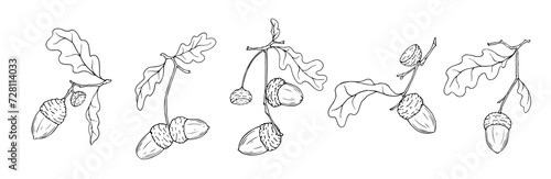 Collection of linear sketches of oak branches with acorns. Vector graphics.