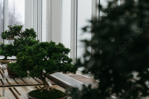 Wallpaper Mural Bonsai at the botanical garden at Como Park in St. Paul Minnesota  Torontodigital.ca