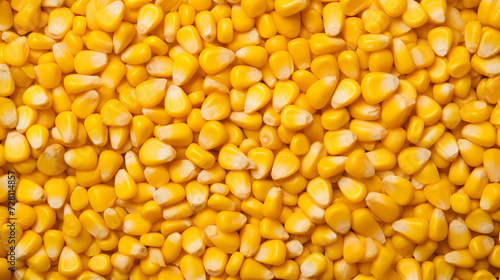 close up of organic yellow corn seed or maize 