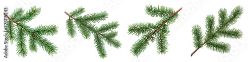 Spruce branch.green tree branch. Coniferous evergreen branch Hyperrealistic Highly Detailed Isolated On Transparent Background Png File