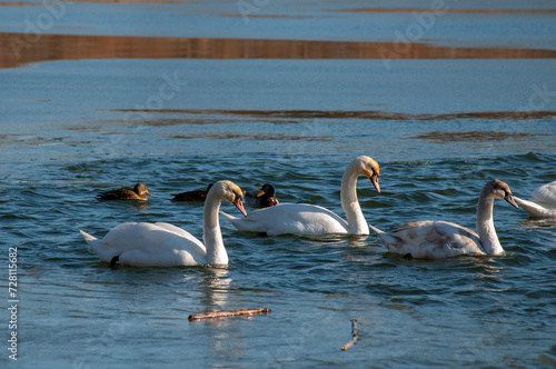 white swans group on the lake swim well under the bright sun