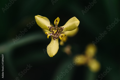 Orchid at the botanical garden at Como Park in St. Paul Minnesota 