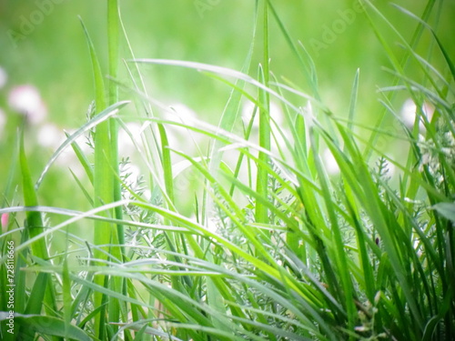 green grass with dew drops
