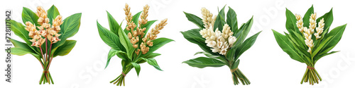 A Bunch Of Fresh Fragrant lesser Alpinia officinarum Hyperrealistic Highly Detailed Isolated On Transparent Background Png File White Background Photo Realistic Image photo