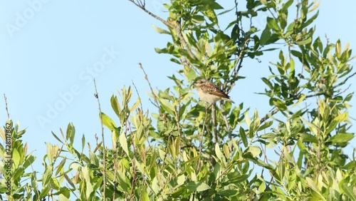 Wallpaper Mural Juvenile Whinchat perched in a bush on windy evening in rural Estonia, Northern Europe Torontodigital.ca
