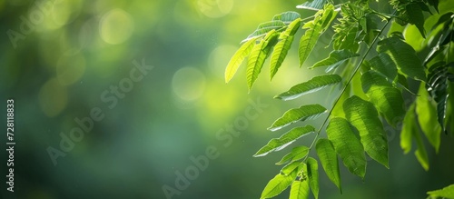 Neem Tree with Green Leaves on Natural Background: A Serene Vignette of Neem Tree's Verdant Foliage in a Natural Green Backdrop