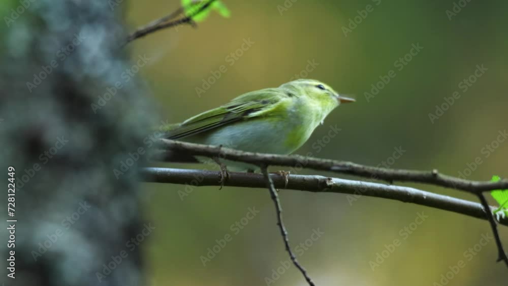 Wood warbler chirping and leaving in a darkening summertime forest in Estonia, Northern Europe Wood warbler chirping and leaving in a darkening summertime forest in Estonia, Northern Europe