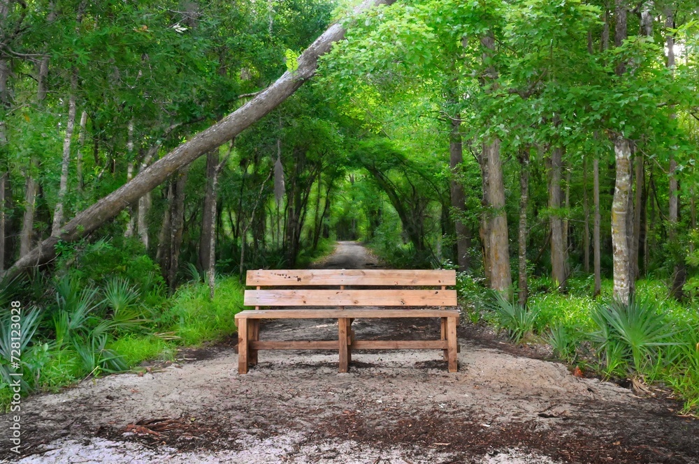 A park bench awaits the avid hiker at the end of a trail through an emerald green forest
