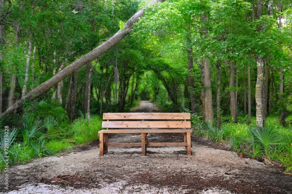 A park bench awaits the avid hiker at the end of a trail through an emerald green forest A park bench awaits the avid hiker at the end of a trail through an emerald green forest