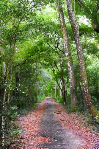 Enchanted path through an emerald green forest