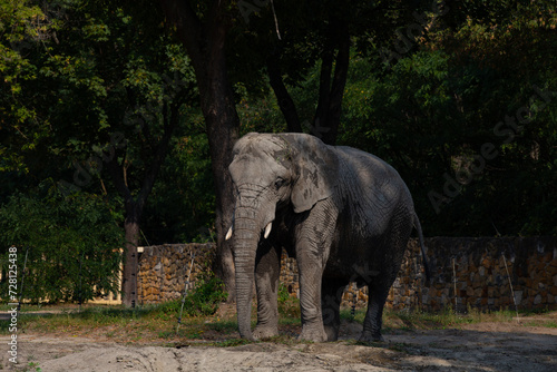 Elephant in the zoo  POLAD