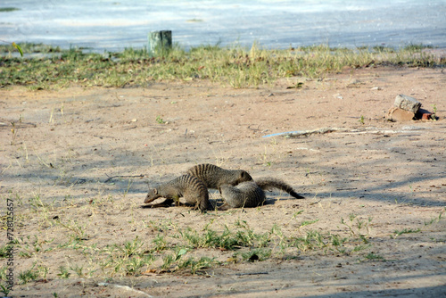 Canvas-taulu Several mungo mongooses run on the green grass in the bright sun