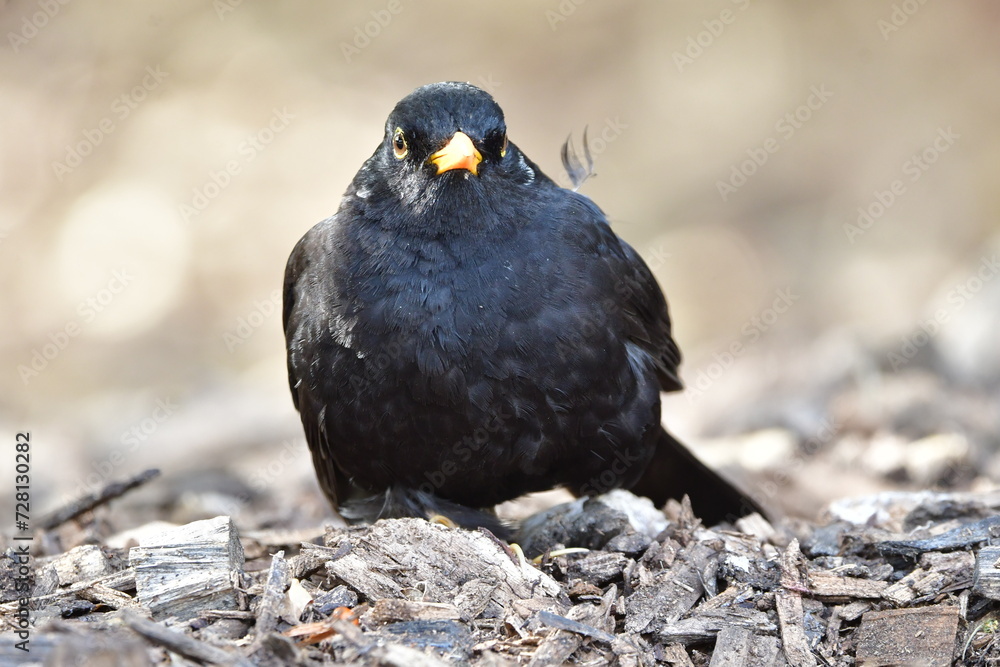 Fototapeta premium MIRLO