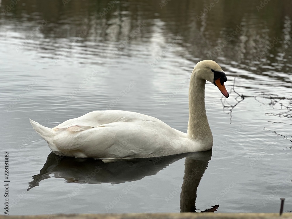 Swan swimming on a lake. Devon, UK, Europe wildlife Swan swimming on a lake. Devon, UK, Europe wildlife