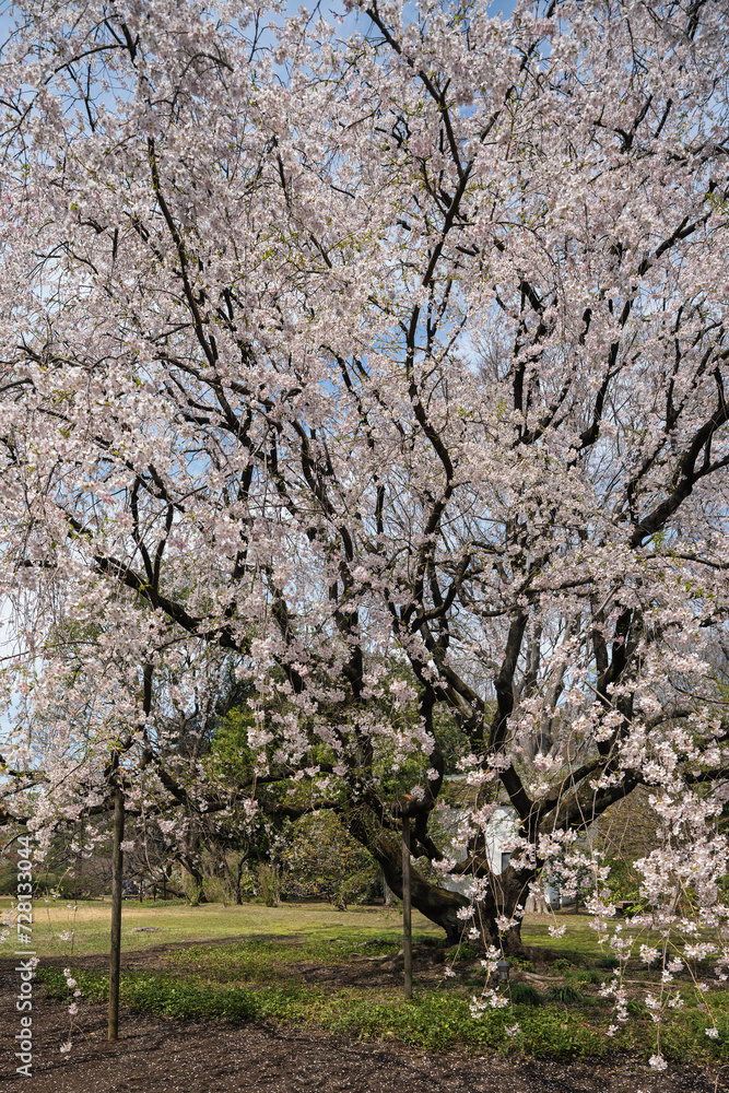 春に咲く枝垂桜