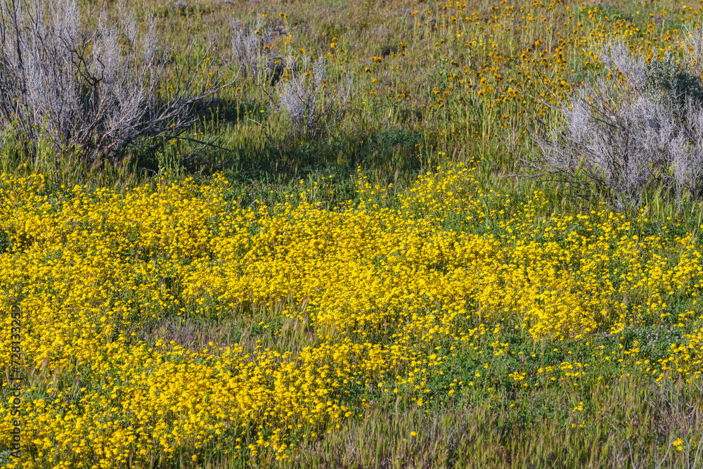 Obraz premium Superbloom at Soda Lake. Carrizo Plain National Monument is covered in swaths of yellow, orange and purple from a super bloom of wildflowers, California