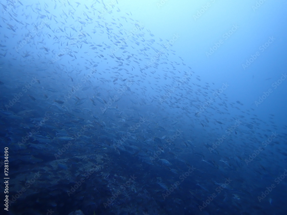 Obraz premium 青い海を泳ぐ沢山の魚の群れ（須江/内浦ビーチ）